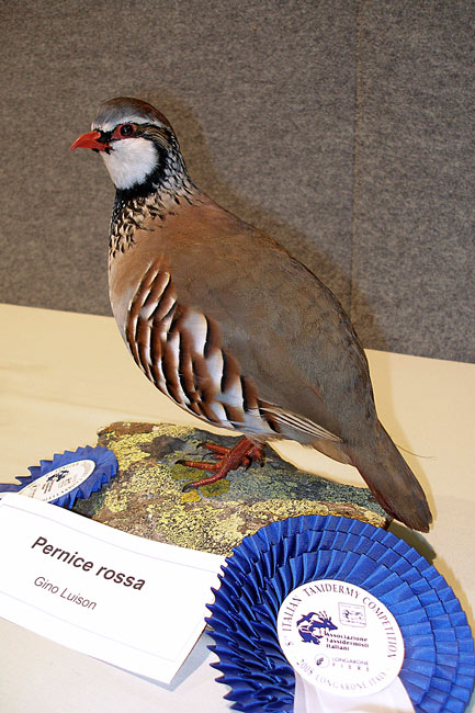 2008-PERNICE ROSSA
